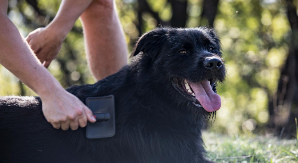 Person Brushing Dog's Hair