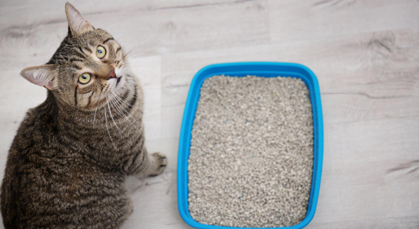 Cat Next to Litter Box