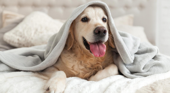 Dog Under Blanket