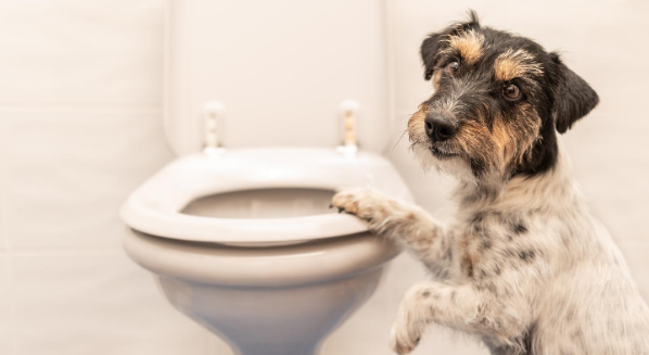 Dog with Paw on Toilet Seat
