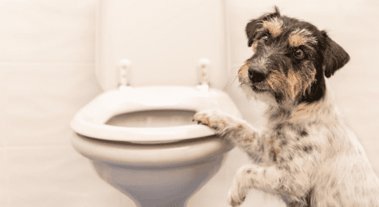 Ways To Pet-Proof Your Plumbing