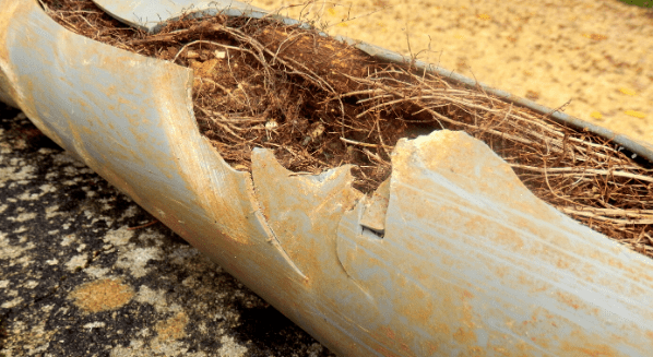 pipe infiltrated with tree roots